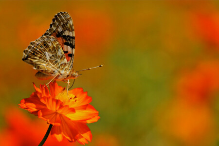 VLINDER, bloem, insect, mot, fabriek, Vleugels