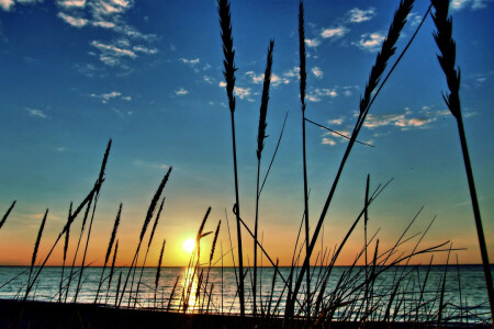 nubes, macro, planta, río, mar, puesta de sol, el cielo, el sol