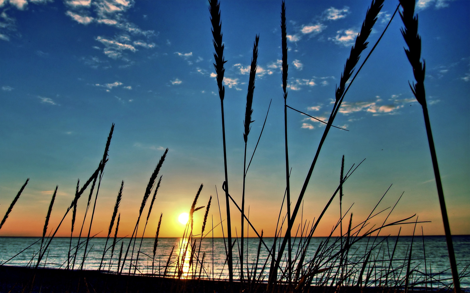 the sky, river, macro, sunset, sea, plant, clouds, the sun