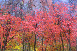 outono, folhas, Montanha, Rocha, O carmesim, árvores, EUA, Utah