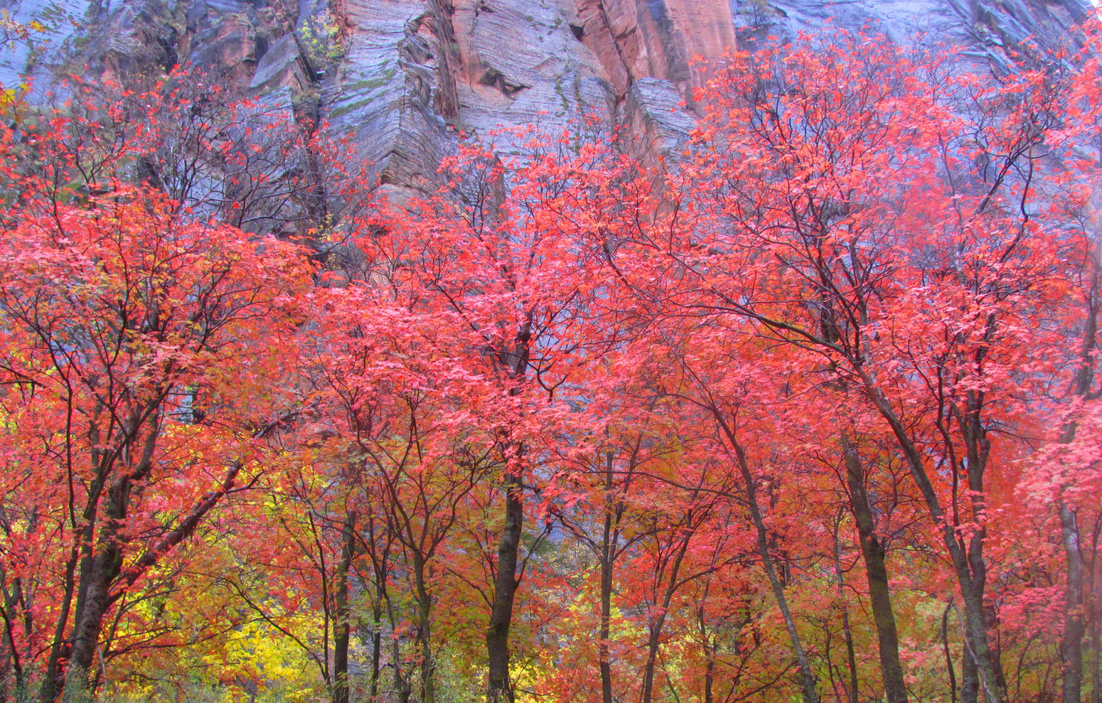 podzim, Hora, stromy, listy, Utah, USA, Národní park Zion, Skála