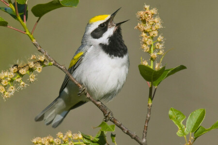 pájaro, rama, color, naturaleza, primavera