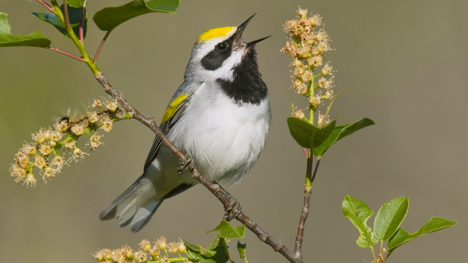 la nature, printemps, branche, oiseau, Couleur