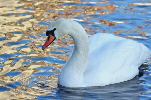 bird, swan, water