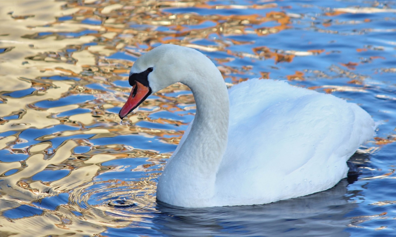 acqua, uccello, cigno