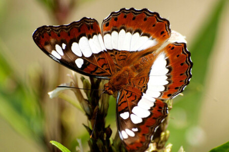 MOTYL, ćma, wzór, roślina, skrzydełka