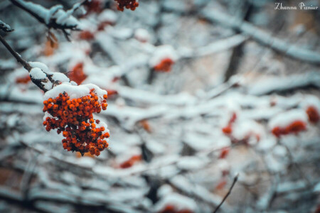 kold, Rowan, sne, træer, vinter