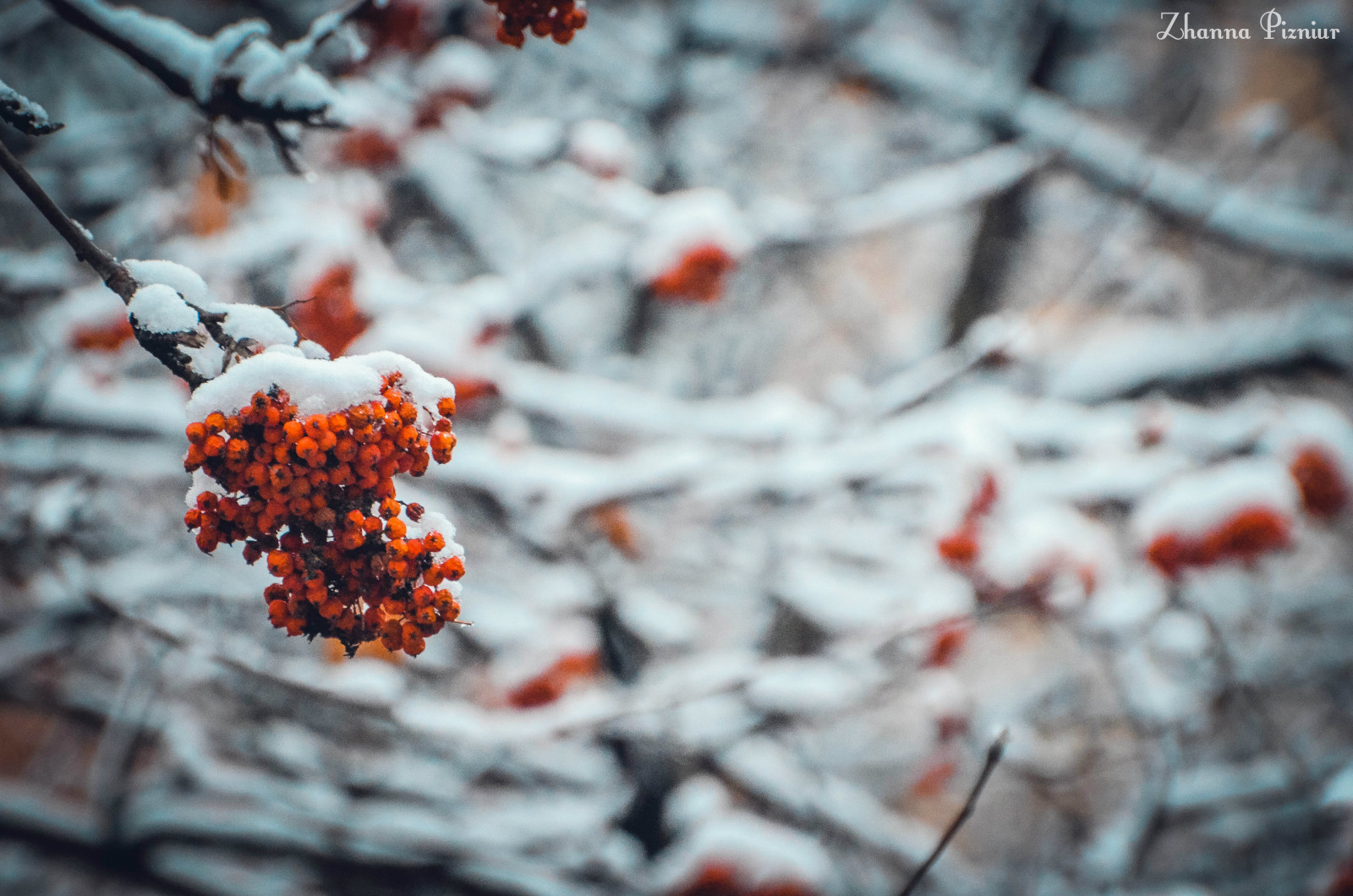 Schnee, kalt, Winter, Bäume, Eberesche