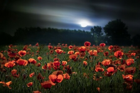 Maki, la nature, nuit, été