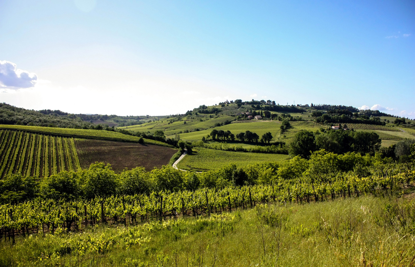 des arbres, champ, Italie, collines, plantation, Toscane