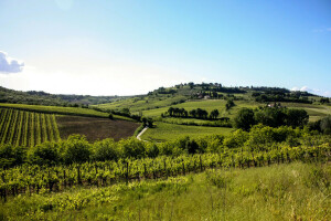 veld-, heuvels, Italië, plantage, bomen, Toscane