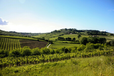 field, hills, Italy, plantation, trees, Tuscany