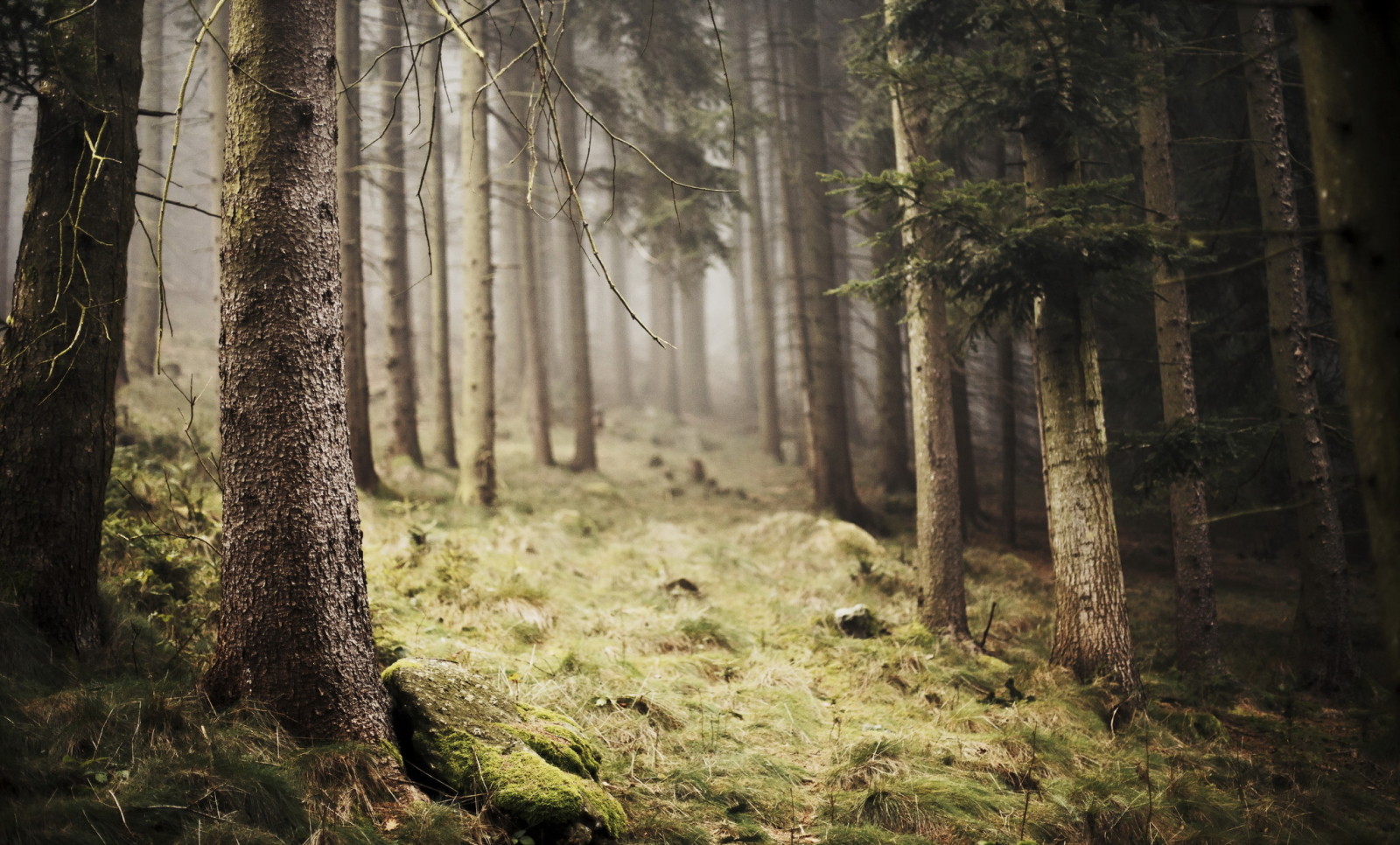 foresta, natura, nebbia