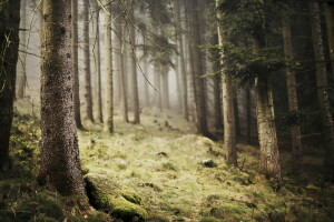 brouillard, forêt, la nature