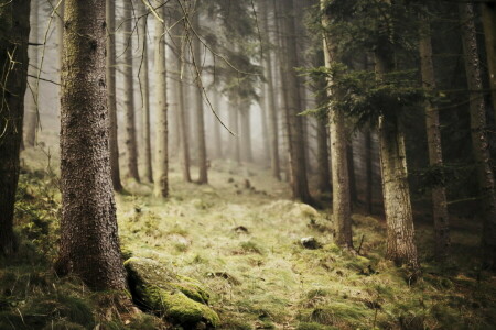 brouillard, forêt, la nature