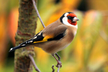 le bec, oiseau, branche, Couleur, plumes, chardonneret, queue