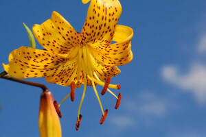 flower, Lily, petals, stamens, the sky