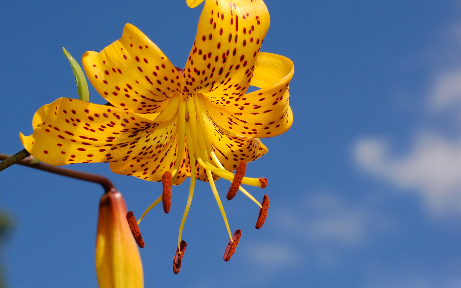 il cielo, fiore, Giglio, petali, stami