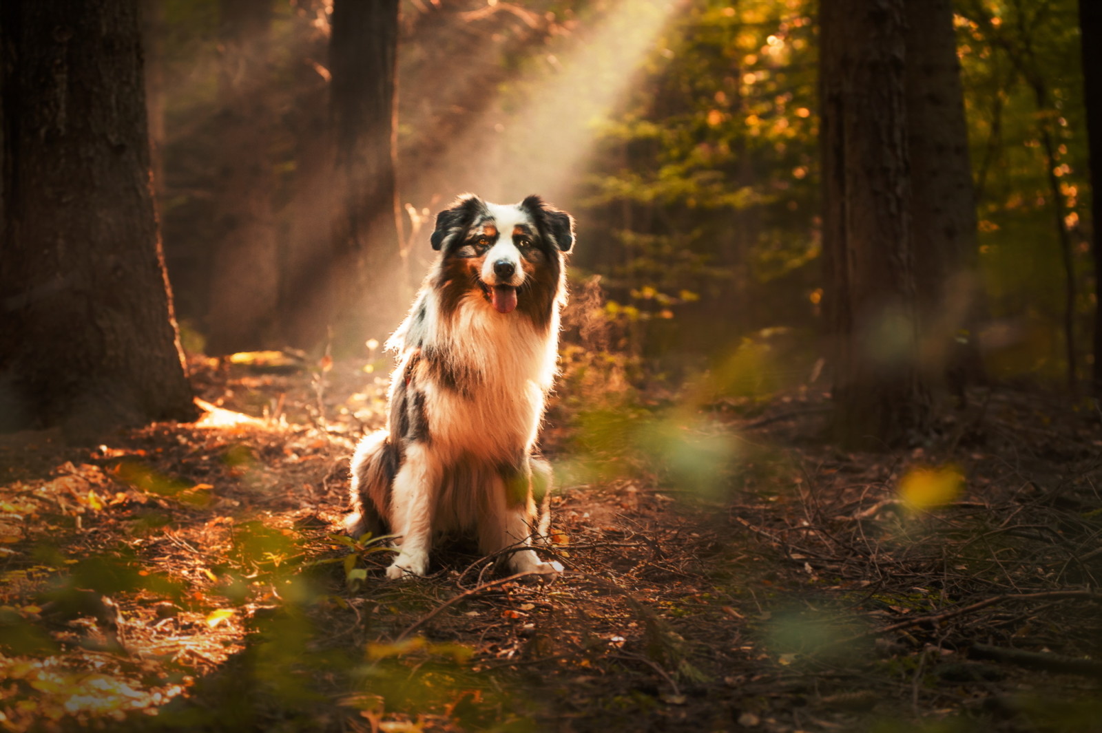 herfst, Woud, kijken, hond, elk