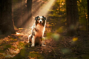 l'automne, chien, chaque, forêt, Regardez