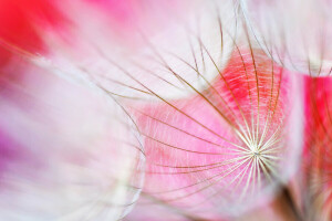 flor, luz, natureza, plantar, papel de parede, rede