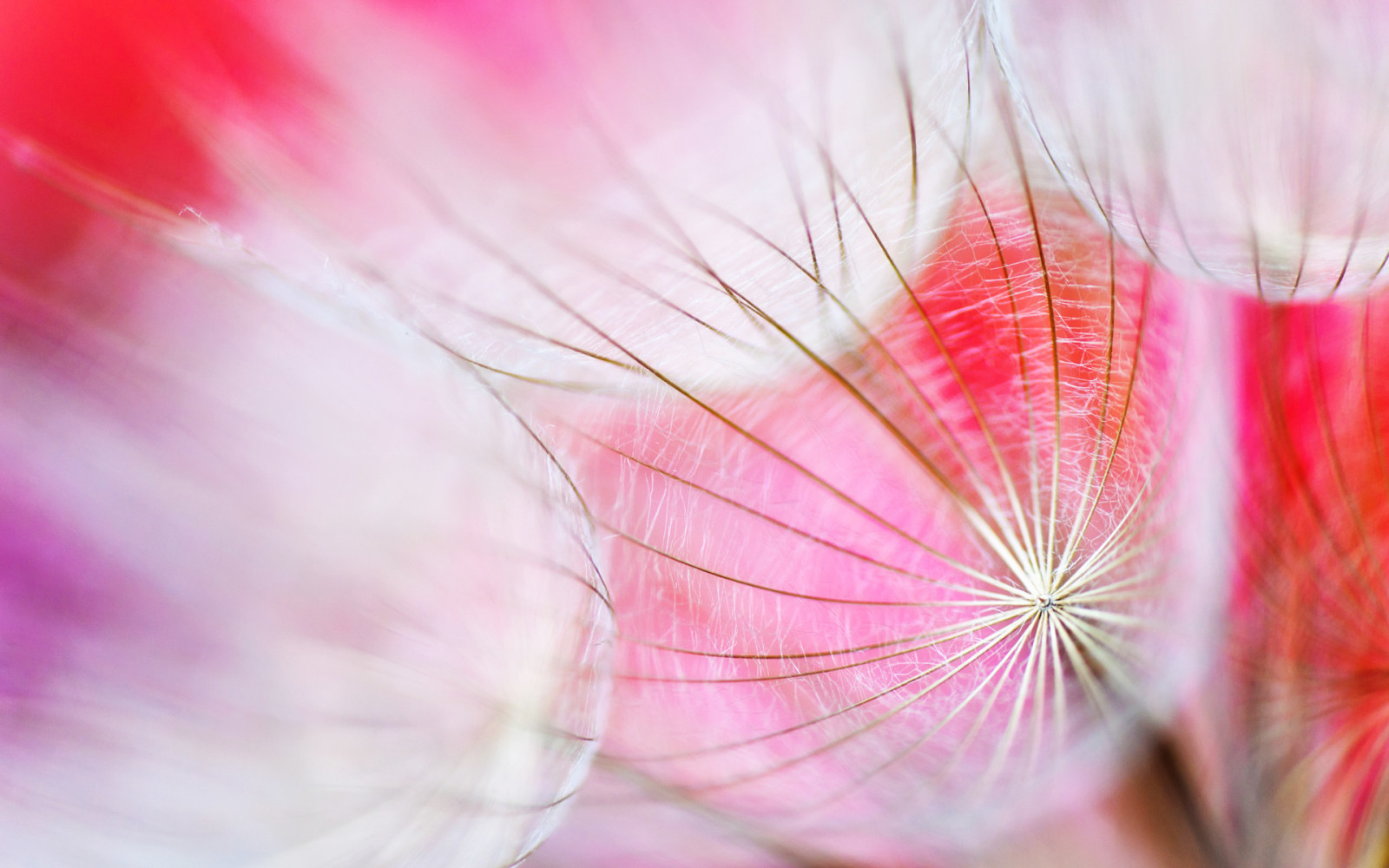 lys, natur, tapet, plante, blomst, web