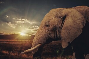 elephant, Savannah, sunset, tusks