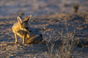 Cape Fox, Licht, Natur