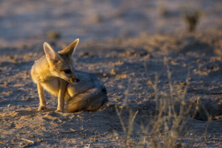 Cape Fox, lumière, la nature