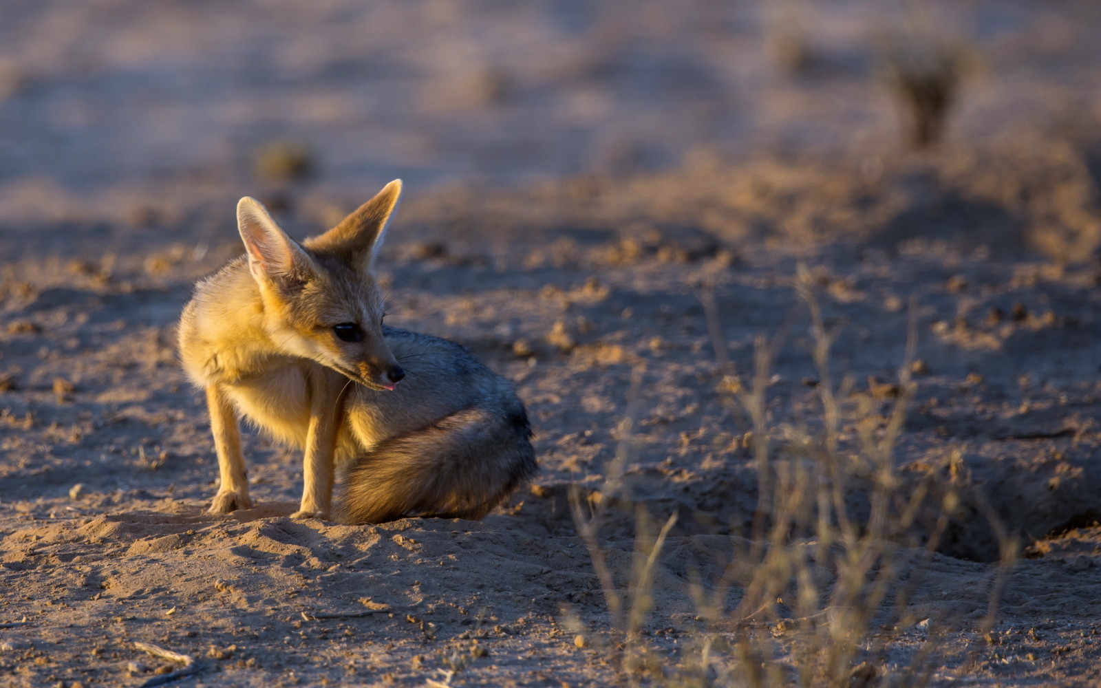 svetlo, príroda, Cape Fox