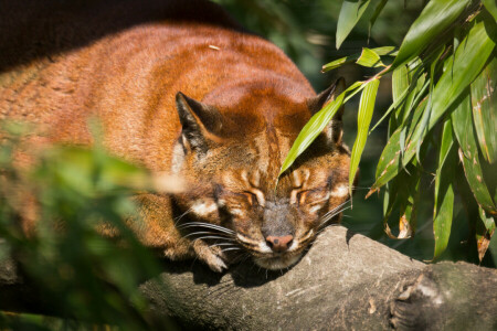 cat, face, Golden cat, leaves, sleep, stay, tamminga, the sun