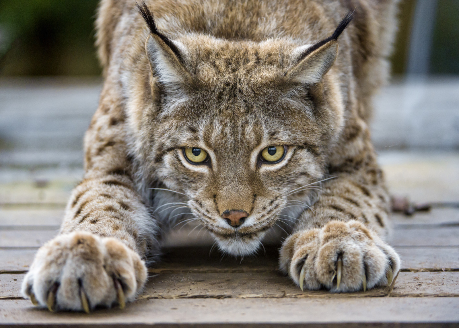 aussehen, Katze, Luchs, Krallen, © Tambako Der Jaguar