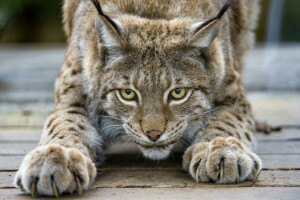 gatto, artigli, Guarda, lince, © Tambako The Jaguar