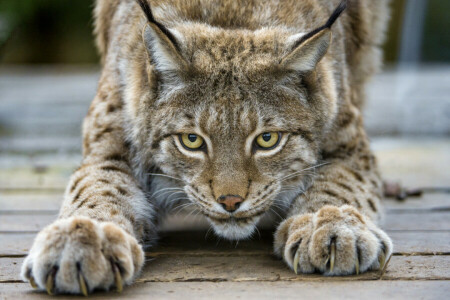 cat, claws, look, lynx, ©Tambako The Jaguar