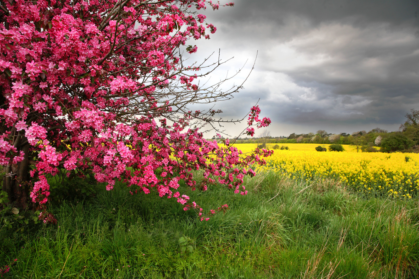 tre, natur, felt, blomster, vår, blomstring