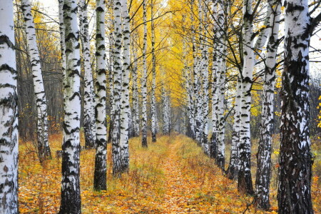 autumn, birch, nature