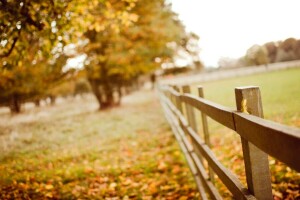 l'automne, brouiller, feuilles, macro, la nature, la barrière, des arbres, en bois