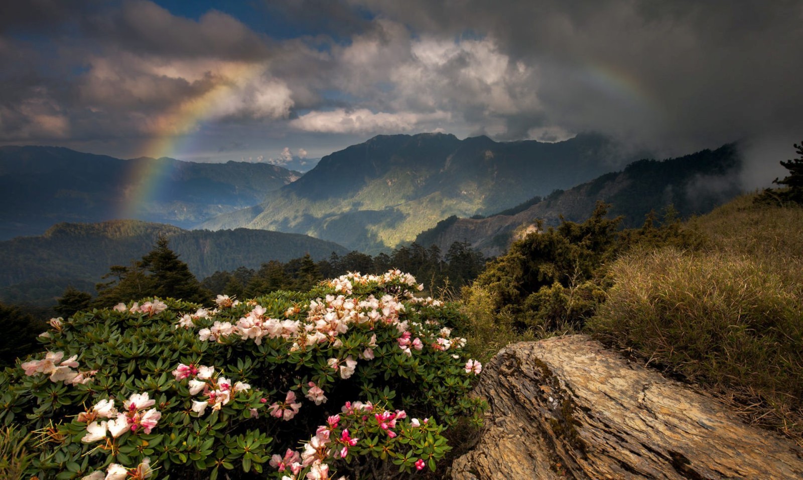 fiori, montagne, arcobaleno