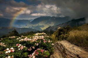 flowers, mountains, rainbow