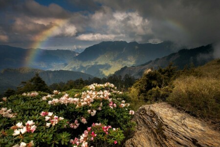 fleurs, montagnes, arc en ciel