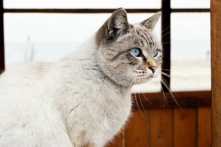 gato, ojos, mar, ventana