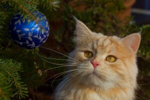 ball, cat, mustache, muzzle, Red cat, toy