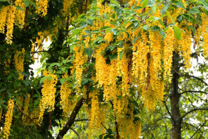 květiny, fotografie, Wisteria, žlutá