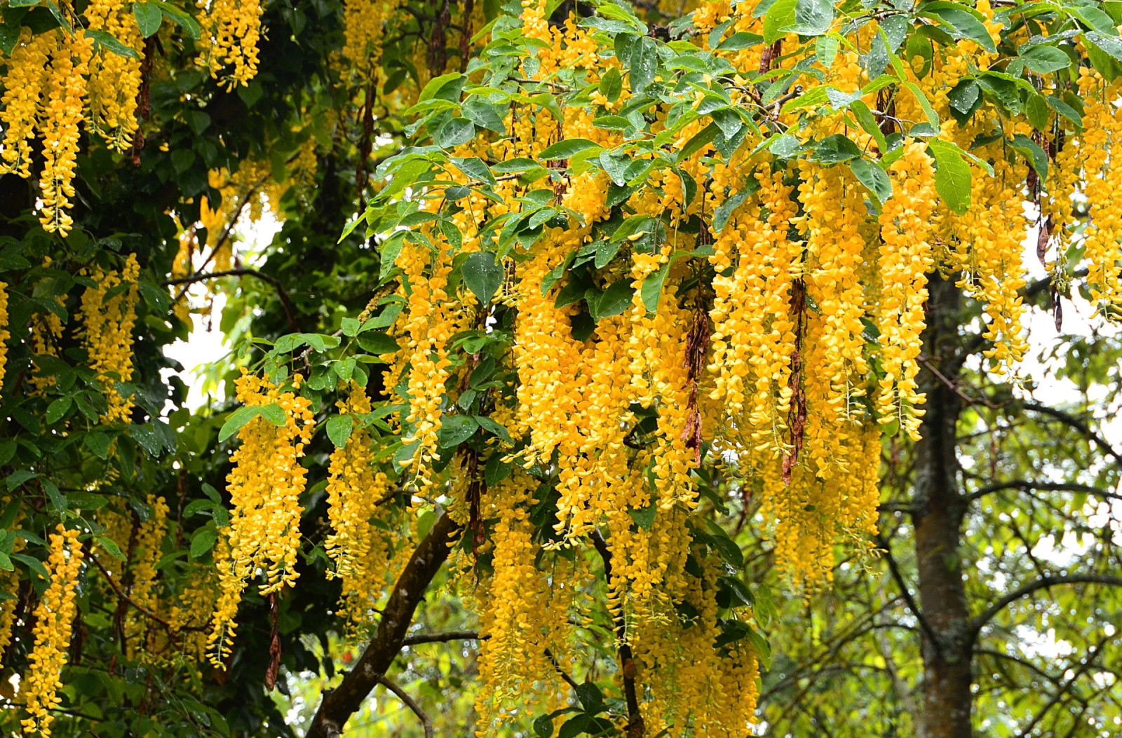 žltá, kvety, fotografie, Wisteria