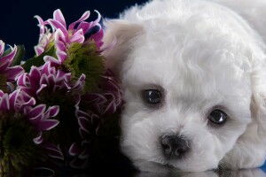 Bichon Frise, Chrysanthème, Regardez, museau, portrait, chiot