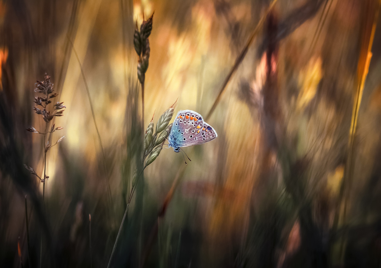 gras, macro, VLINDER, metalic