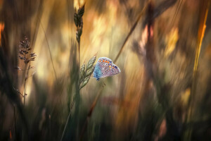 PAPILLON, herbe, macro, métallique