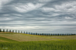 cipreste, campo, Itália, pode, Primavera, o céu, árvores, Toscana