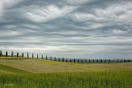 cypress, field, Italy, may, spring, the sky, trees, Tuscany