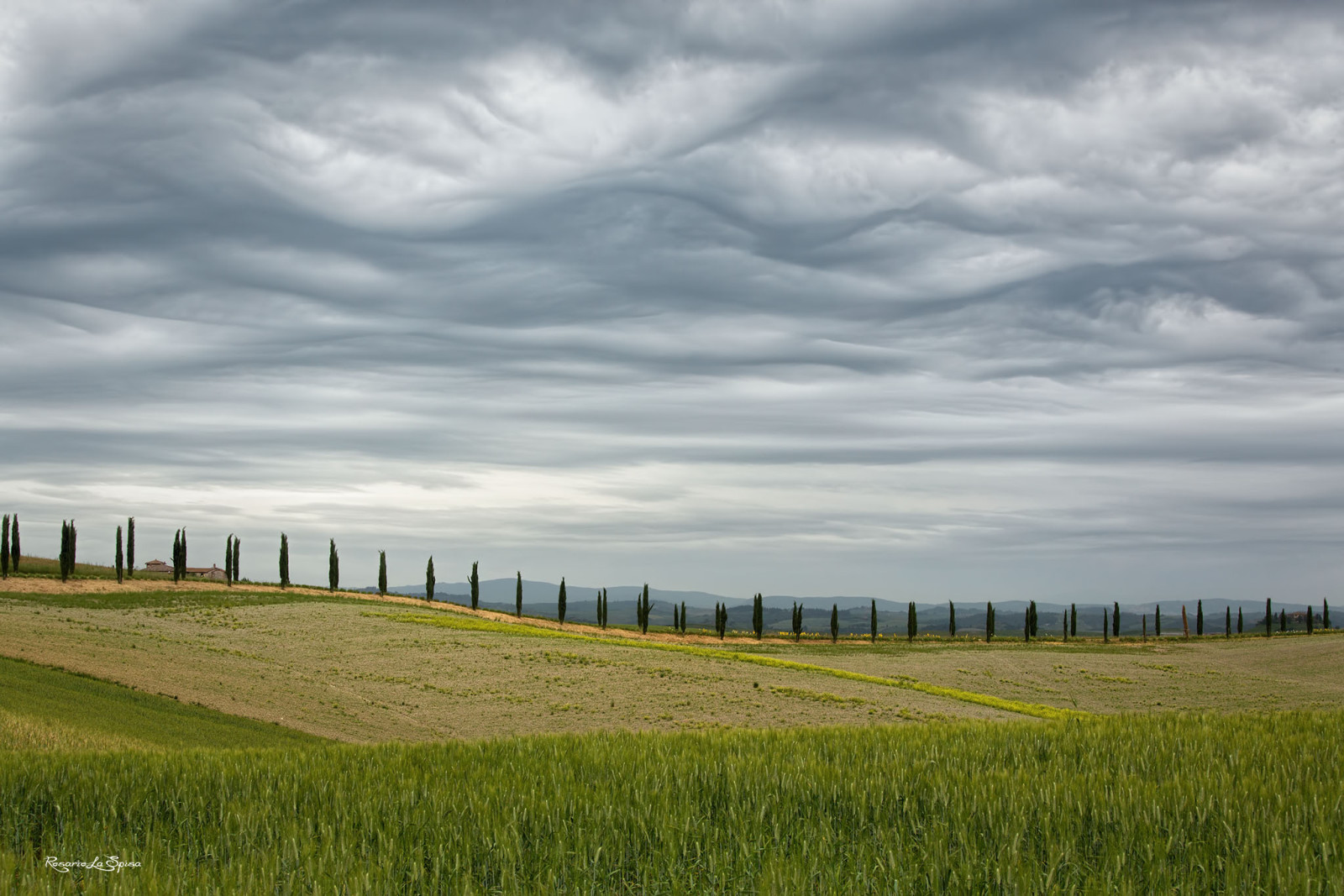 himmelen, trær, felt, vår, Italia, kan, Toscana, sypress